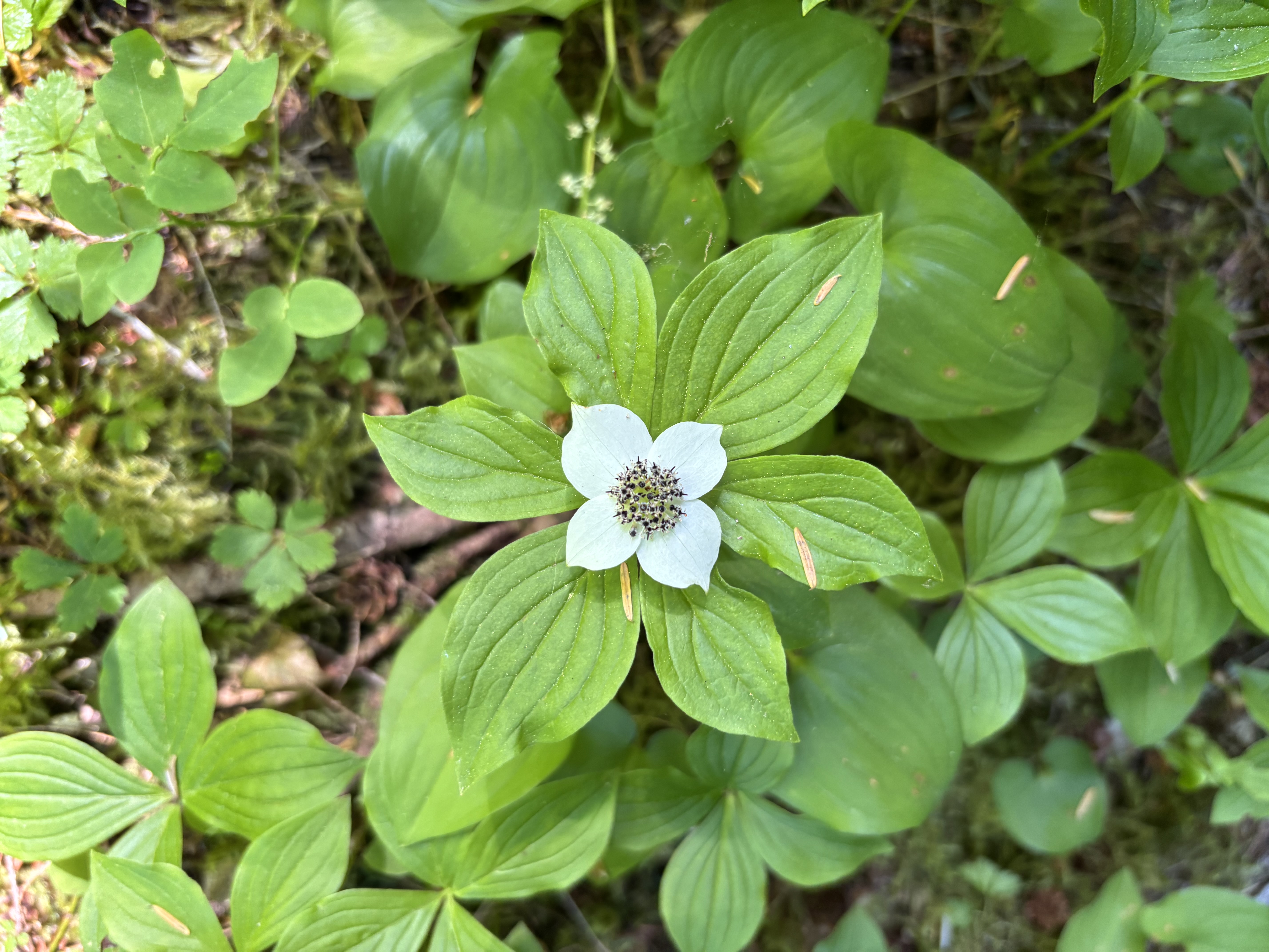 Pacific Northwest landscape representing healing and growth