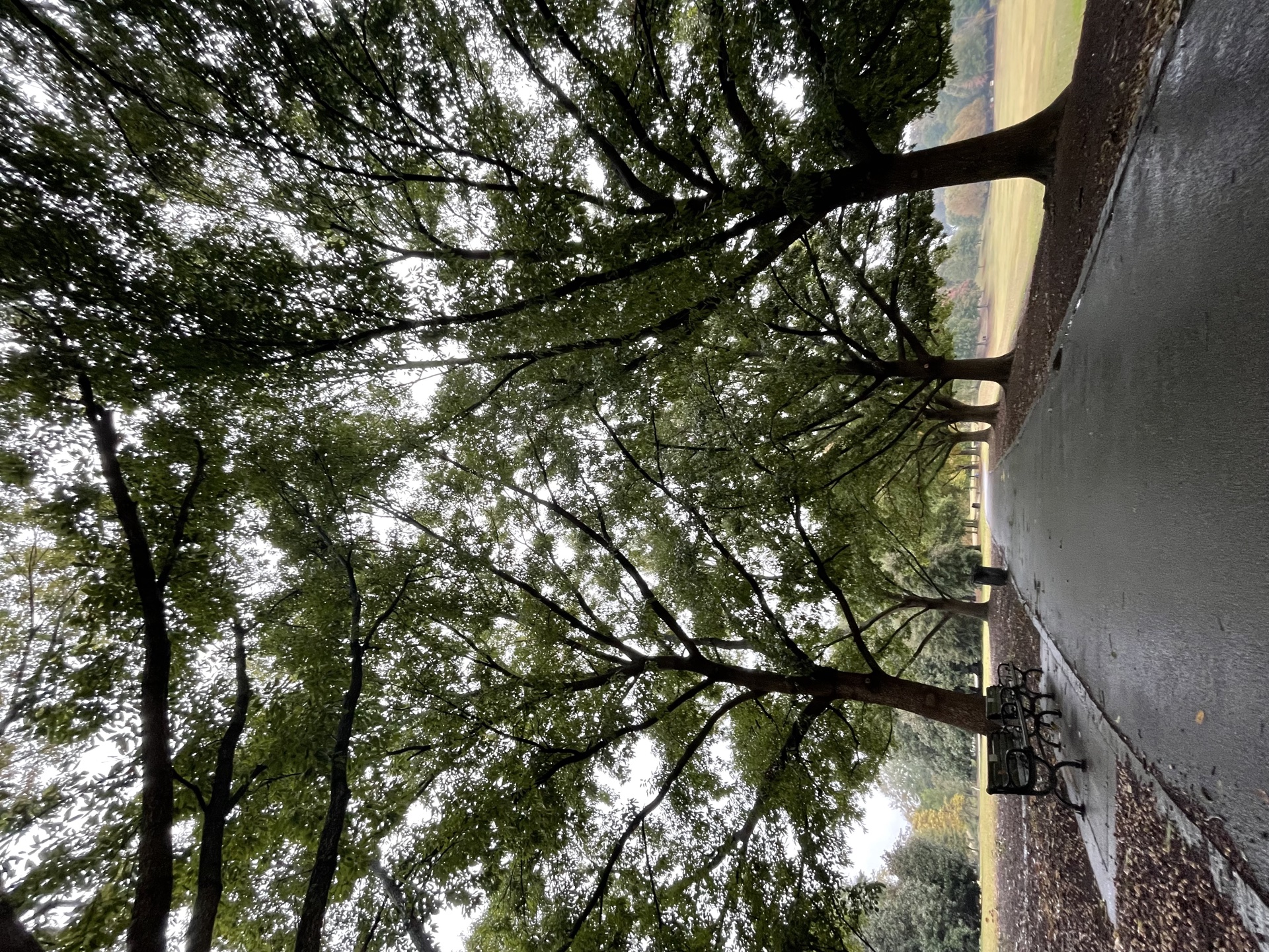 Pacific Northwest landscape representing healing and growth